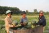 Người trồng dưa hấu ở huyện Phú Ninh vui mừng khi dưa hấu được mùa, được giá