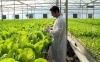 Chuyên gia kiểm tra tốc độ sinh trưởng của rau hữu cơ ở Đà Lạt. Ảnh: Agroviet