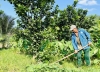 Động lực phát triển mạnh kinh tế vườn ở Nông Sơn