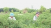 Hiệu quả chuyển đổi mô hình trồng dưa hấu sang trồng ớt ở Tam Thái
