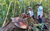 Hiện trường vụ phá rừng tại Đông Giang vào đầu năm 2023. Ảnh: Đ.N