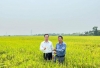 Vùng sản xuất lúa giống theo chuỗi liên kết của HTX Nông nghiệp Đại Minh. Ảnh: T.NHAN