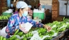 Dán tem kiểm định chất lượng sản phẩm tại Trang trại chuối xuất khẩu Huy Long An (ấp Bến Kinh, xã Đôn Thuận, huyện Trảng Bàng, Tây Ninh). (Ảnh: Lê Đức Hoảnh)