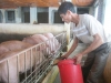Cục Chăn nuôi khuyến cáo người chăn nuôi lợn nên bình tĩnh, không nên vội tái đàn thời điểm này