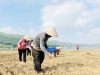 Nông dân huyện Nông Sơn vào vụ sản xuất đông xuân. Ảnh: M.T