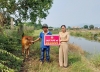 Bà Ngô Thị Kim Yến - Chủ tịch Hội Nông dân xã Quế Xuân 1 (Quế Sơn) trao bò giống hỗ trợ sinh kế hộ ông Văn Quý Phi Hùng. Ảnh: PV
