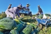 Nông dân phấn khởi thu hoạch dưa hấu trên đồng