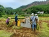 Tổ nông dân tình nguyện giúp nhau thu hoạch nông sản