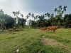 Đàn bò cái lai sinh sản của gia đình anh Nguyễn Hữu Phúc