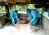Quảng Nam có 6 huyện xuất hiện bệnh dịch tả lợn châu Phi
