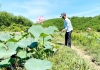 Mô hình trồng sen trên đất ruộng bỏ hoang ở xã Sơn Viên. Ảnh: T.N