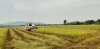 Chính quyền các địa phương huy động tối đa máy gặt đập liên hợp khẩn trương thu hoạch lúa hè thu. Ảnh: N.S