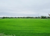 Quảng Nam chuyển đổi hơn 1.048ha cơ cấu cây trồng trên đất lúa