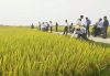 Tham quan mô hình sản xuất lúa tại xã Bình Đào. Ảnh: BIÊN HIỆP