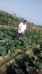 Mô hình tổ hội nghề nghiệp trồng rau an toàn tại Xã Trà Giang