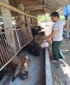 Mô hình nuôi bò 3b của anh Lê Văn Luật thôn Hòa Bình.