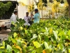 Hội Nông dân tỉnh Quảng Nam tiếp nhận và hỗ trợ 13.200 cây giống cho hội viên nông dân