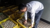Anh Hạ Văn Nam kiếm tra trứng cút lộn trước khi xuất bán