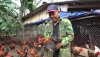 Ông Nguyễn Văn Điển nuôi 3.000 con gà trống cúng để phục vụ cho thị trường Tết Nguyên đán 2024. Ảnh: Đ.Y