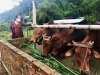 Bà Lê Thị Mười (thôn Tứ Trung, xã Quế Lâm, Nông Sơn) có thu nhập ổn định từ chăn nuôi bò và trồng rừng. Ảnh: LÊ THÔNG