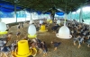 Tổ hợp tác chăn nuôi gà Mười Tín tham gia xây dựng chuỗi giá trị sản phẩm an toàn.