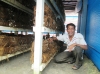 Mô hình trồng nấm rơm của ông Nguyễn Văn Tiến mang lại hiệu quả kinh tế cao.Ảnh: M.L