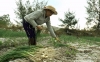 Nông dân thôn Ngọc Tây (Bình Phục) đang thu hoạch nén. Ảnh: BIÊN TOÀN