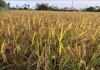 Ruộng lúa chín của nông dân Lưu Hải Nam, Cẩm Châu, Hội An