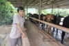 Ông Khánh chuyển hướng nuôi bò 3B vỗ béo từ năm 2020 và đã cho hiệu quả kinh tế cao