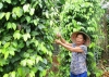 Nhờ thổ nhưỡng thích hợp, những năm gần đây nông dân Quế Thuận mạnh dạn phát triển mô hình trồng tiêu. Ảnh: N.S