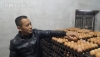 Nhờ nuôi gà lấy trứng mà mỗi năm gia đình anh Nguyễn Văn Công có lãi lên đến gần 1 tỷ đồng.