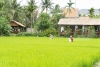 Cánh đồng lúa hữu cơ ở thôn Võng Nhi. Ảnh: T.Việt