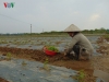 Nông dân Quảng Nam trắng tay sau lũ