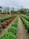 Vườn hoa cúc của nông dân thị xã Điện Bàn chuẩn bị phục vụ Tết Nguyên Đán
