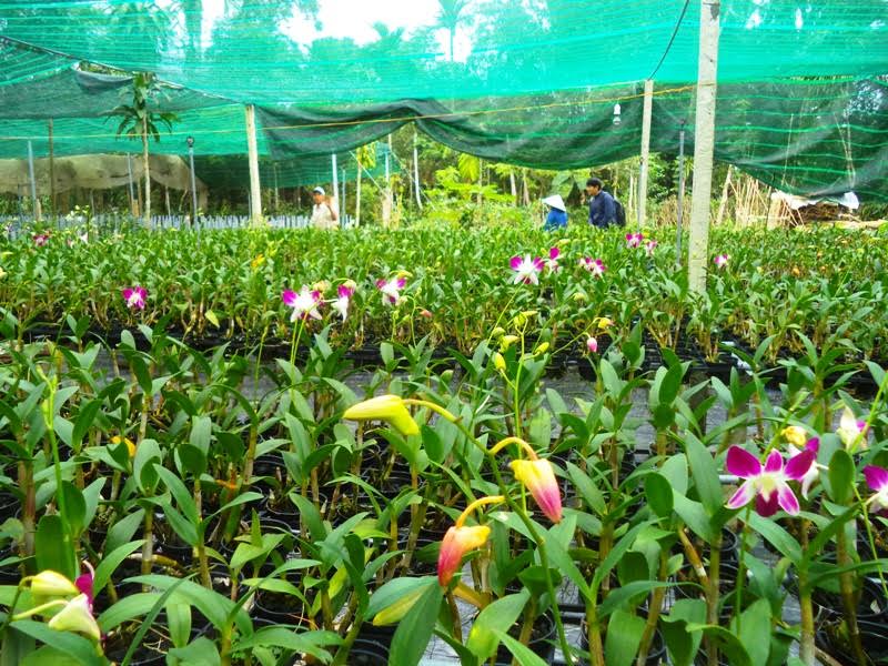 Vườn hoa lan phục vụ tết của ông Lê Thanh Cương (phường Trường Xuân).
