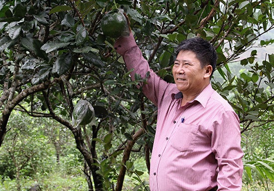 Cựu chiến binh Trần Văn Chung bên cây bưởi da xanh. Ảnh: HỒNG BẰNG