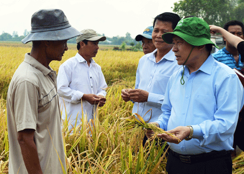 Chủ tịch Hội ND Việt Nam Lại Xuân Môn (phải) trao đổi với ND về mô hình sản xuất lúa hữu cơ.
