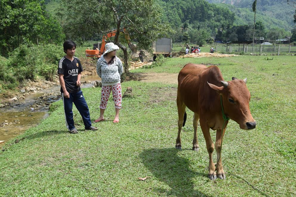 Một hộ dân tại thôn 3 (xã Trà Giáp) buồn rầu vì những triệu chứng lở mồm long móng trên con bò nhà mình.