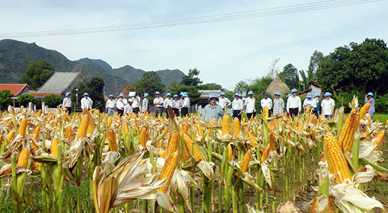 Mô hình canh tác bắp lai trên đất lúa trong vụ hè thu ở xã Duy Sơn (Duy Xuyên) đạt giá trị kinh tế cao.