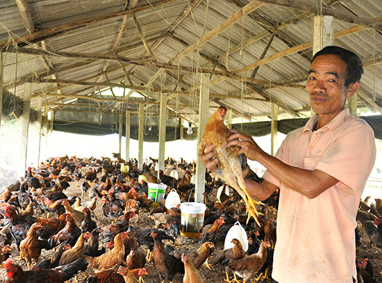 Ông Nguyễn Lại với trang trại nuôi gà thịt lên đến hàng ngàn con mỗi năm.