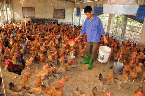 Chăn nuôi gà ở xã Thanh Vân (Tam Dương (Vĩnh Phúc).  Ảnh: T.Q