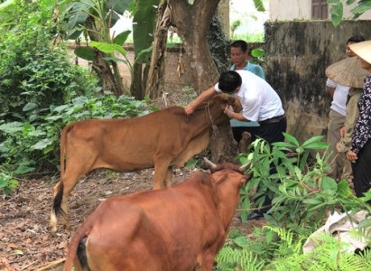 Cán bộ thú y xã đang tiêm vắc xin phòng bệnh cho đàn gia súc