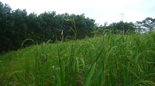 Nông dân xã Jơ Ngây huyện Đông Giang với mô hình trồng keo xen lúa