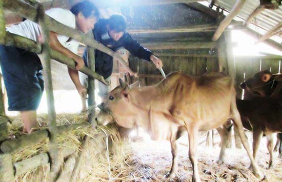 Lực lượng thú y xã Duy Trinh tập trung tiêm vắc xin phòng bệnh lở mồm long móng cho gia súc.Ảnh: HOÀI NHI
