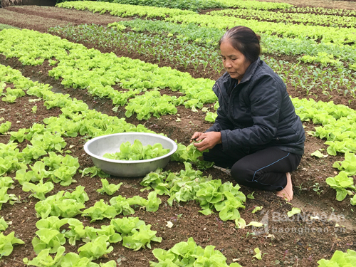 Mảnh vườn của bà Trương Thị Nguyệt chỉ vài chục m2 đủ cung cấp rau xanh cho gia đình, lúc dư thừa có thể xuất bán. Bà cho biết: dùng ớt, tỏi, gừng giã nhỏ rồi ngâm lấy nước để phun nếu có sâu.
