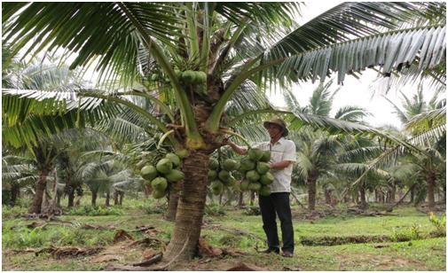 Anh Trần Phú Xuân đang khai thác dừa dứa trong vườn nhà. Ảnh: Mạnh Hùng.