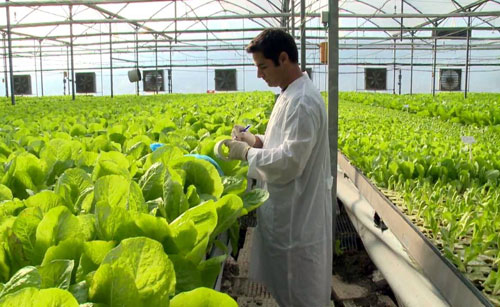 Chuyên gia kiểm tra tốc độ sinh trưởng của rau hữu cơ ở Đà Lạt. Ảnh: Agroviet