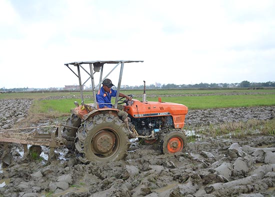 Tiến hành cày đất ruộng lúa tại phường Điện An. Ảnh: C.T