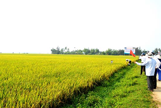 Sản xuất lúa hàng hóa ở xã Bình Đào (Thăng Bình). Ảnh: N.Q.V