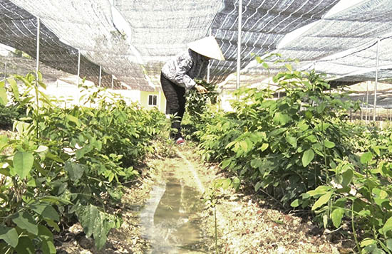 Một diện tích lớn đất nông nghiệp của người dân xã Tam Đàn được giao lại cho HTX Thực phẩm sạch Phú Ninh để sản xuất rau hữu cơ. Ảnh: V.A